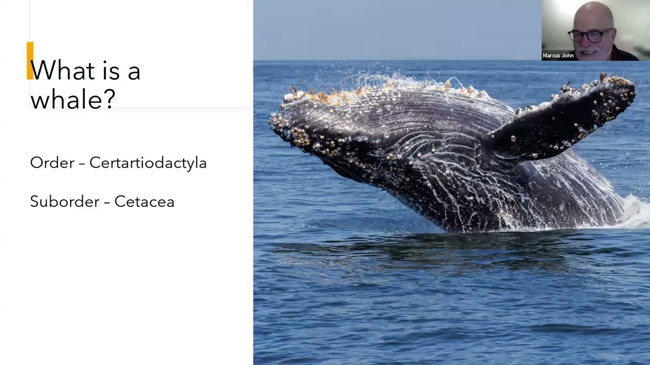 Naturetrek Roadshow: Whales of the World