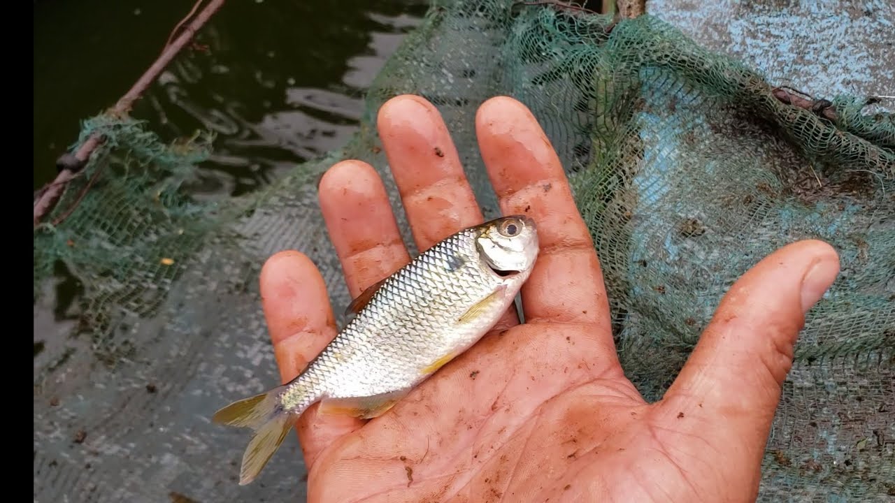 O peixe mais f&aacute;cil de criar em casa