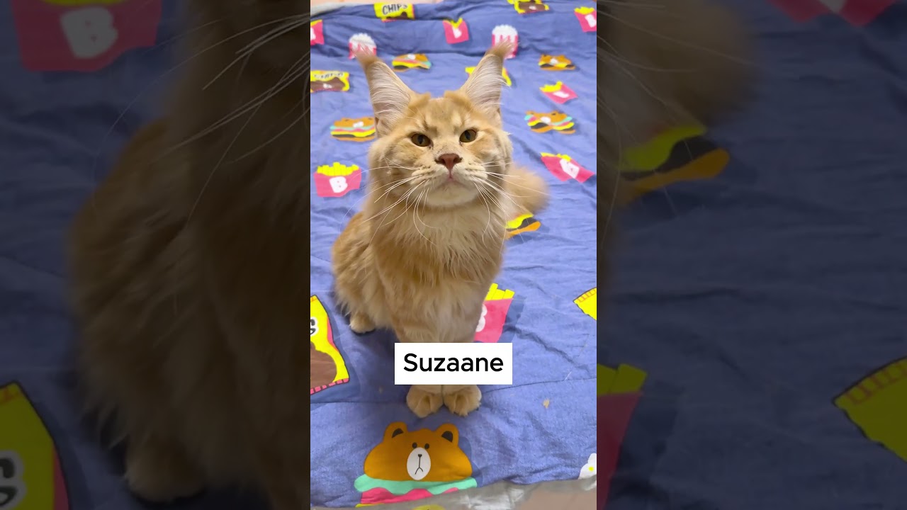 You Won't Believe How This Cat Obeys Commands! #pets #animal #talkingcat