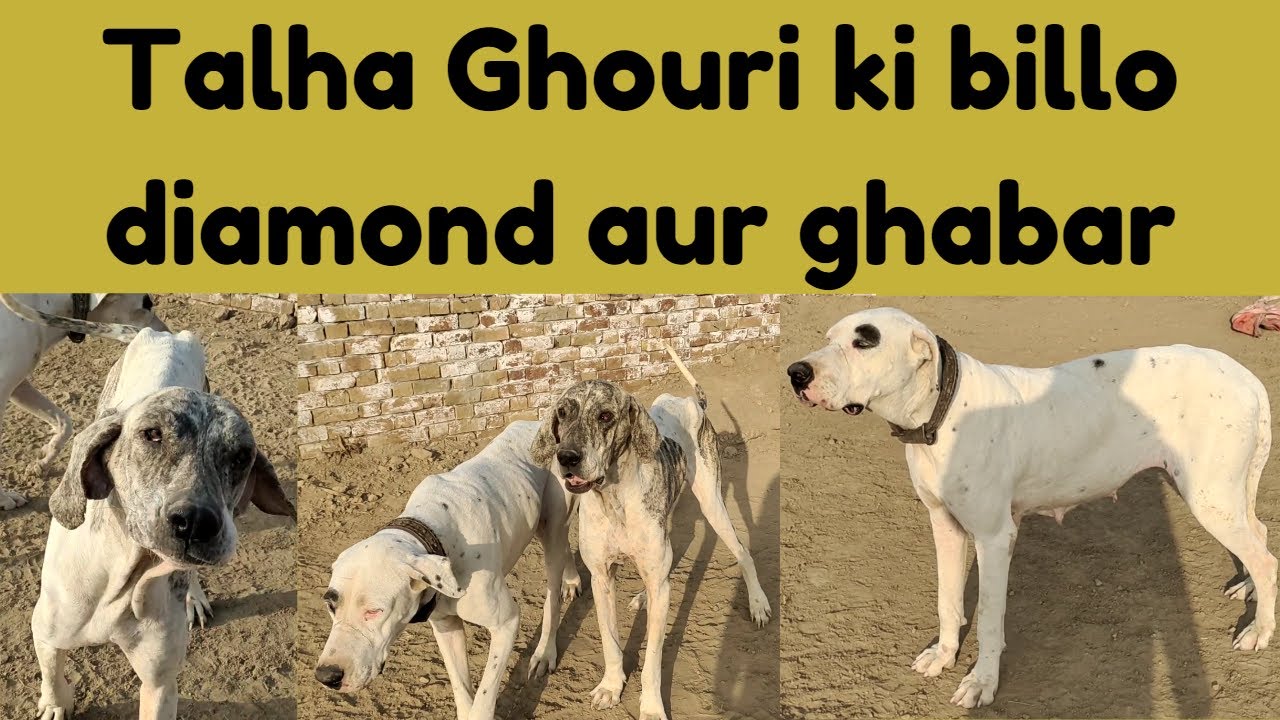 Talha ghouri ki billo ghabar aur diamond || animalsa safar with maaz ghouri