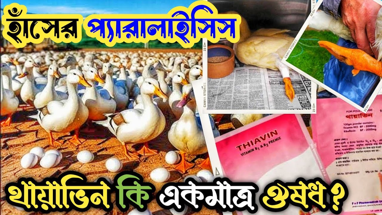 হাসির পা পড়া বা প্যারালাইসিসের জন্য সবচেয়ে ভালো কার্যকরী ঔষধ কোনটি?  হাঁসের রোগ /থায়াভিন