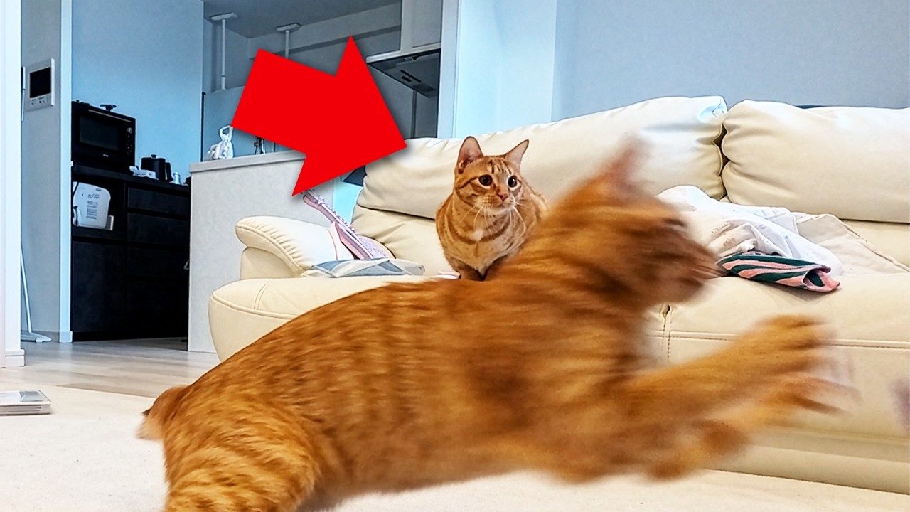 ショート動画の撮影裏で猫はがんばって遊んでいました