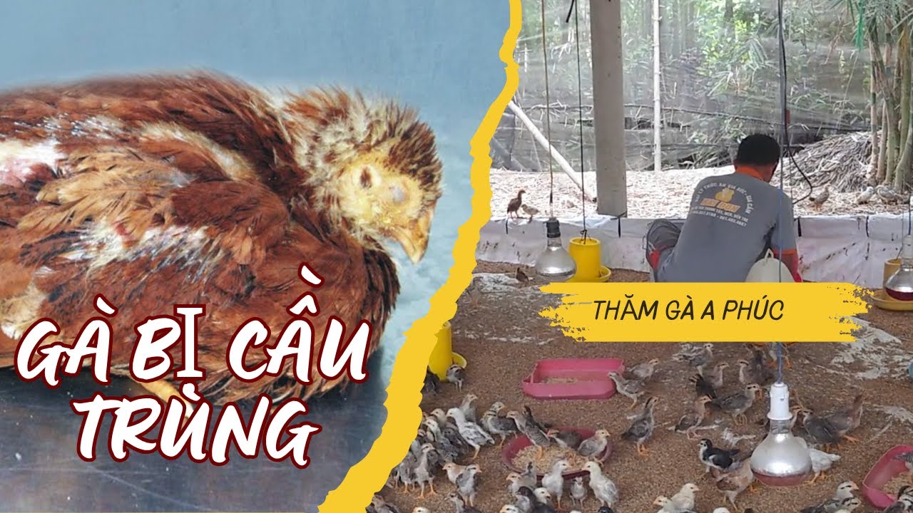 Thăm gà a Phúc phát hiện gà bị cầu trùng