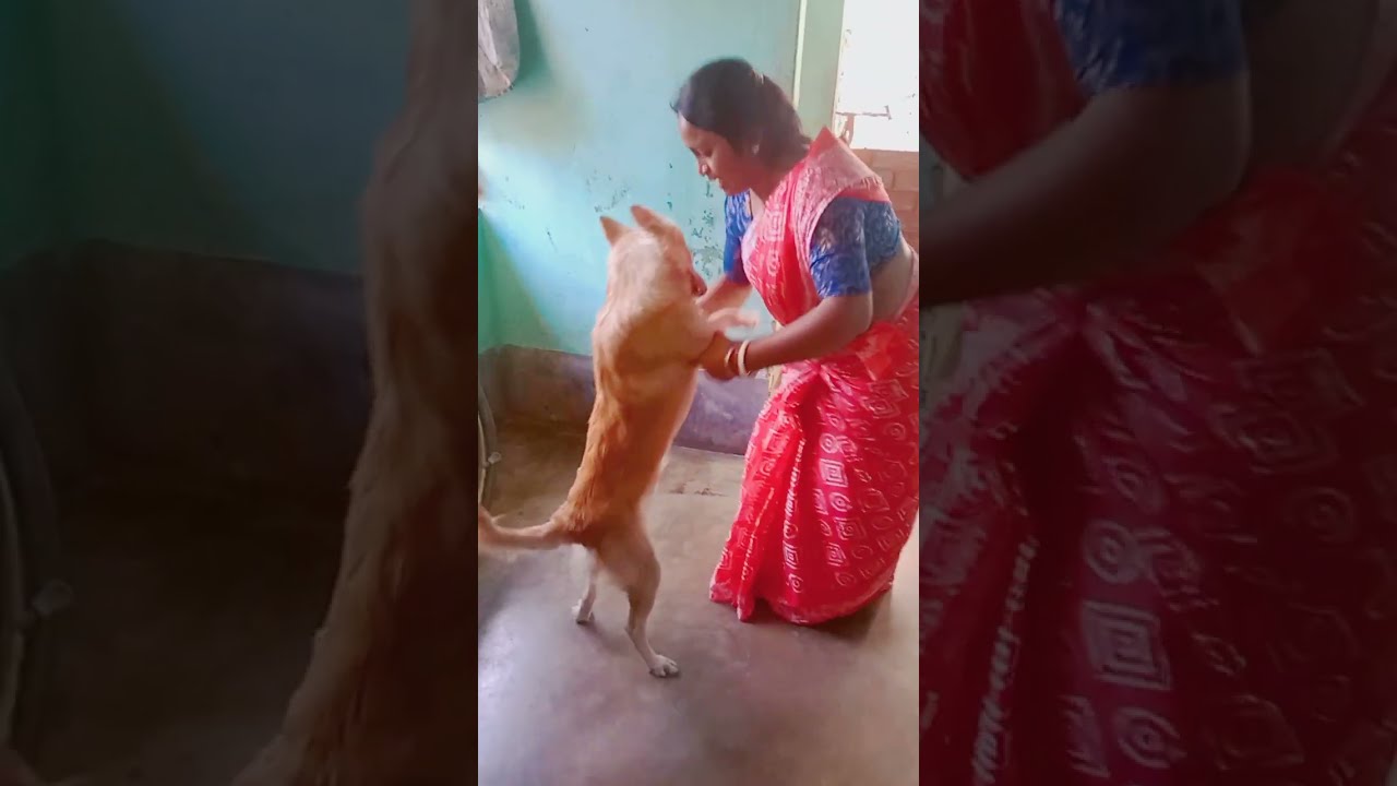 আমার আর বাড়ি থেকে বেরোনোর উপায় নেই 😒😒😒|| #viralvideo #video #dog #doglover