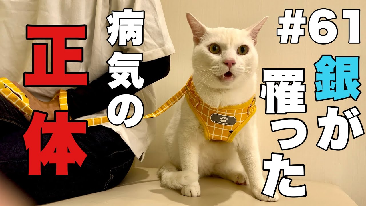 #61 【Stud Tail】銀が罹った病気の正体。