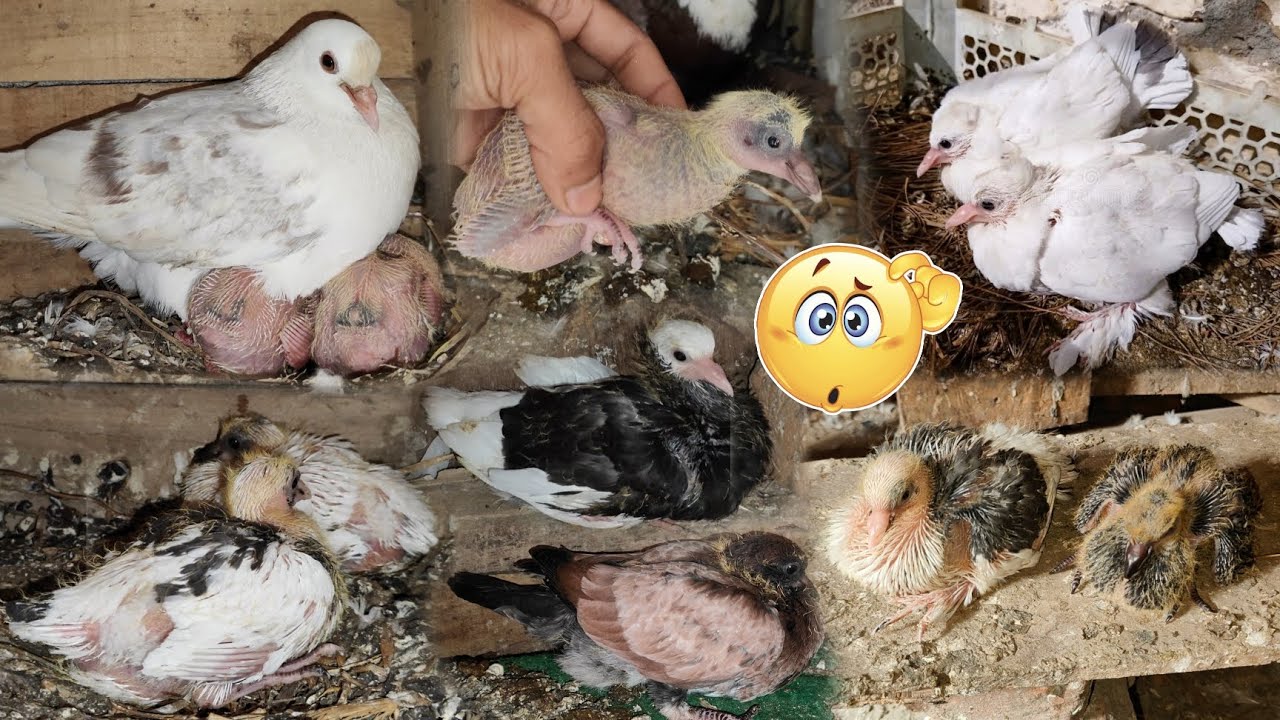 Kabutaron ke 14 bacche nikal Aaye 😲🔥|#kabutarbazi #pigeon #pigeonvlog