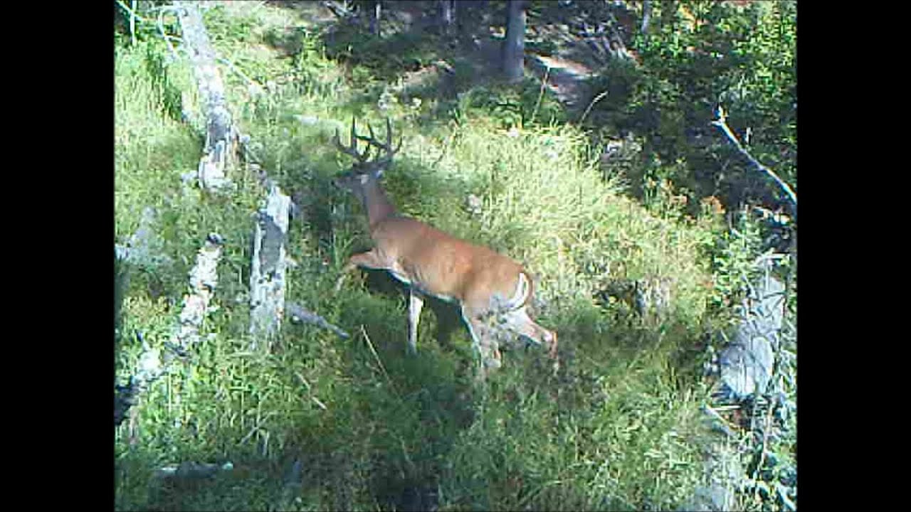 Trail Camera Video #678