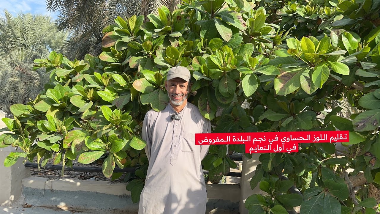 تقليم اللوز الحساوي في نجم البلدة المفروض في اول النعايم وطريقة اخذ طعوم اللوز مع الزعيم بوسلمان