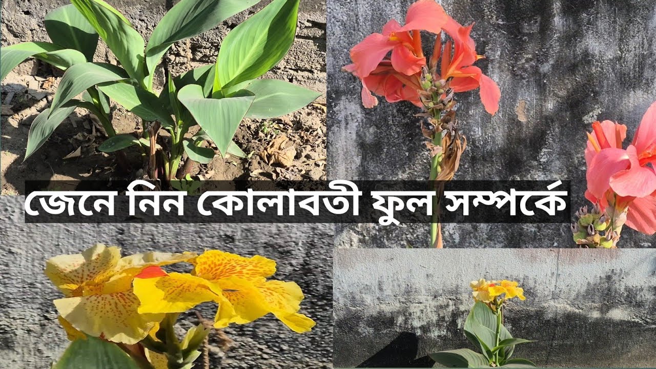 কোলাবতী বা সর্বজয়া ফুল | Canna Lity Flower | Canna Lily Care: From Bulb to Giant Blooms