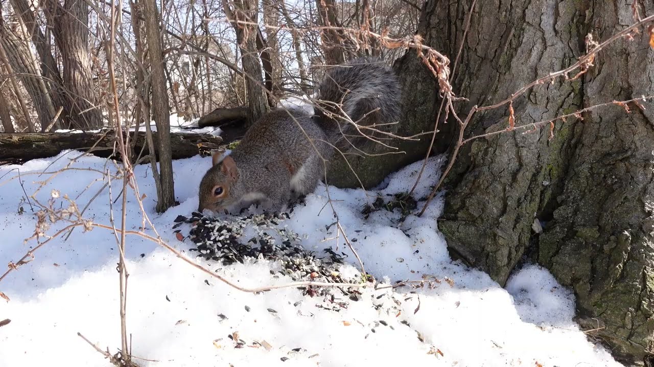 Cat TV Chickadees & Squirrels ❄️ Snowy Winter Wildlife | 6 Hours 4K No Midroll Ads