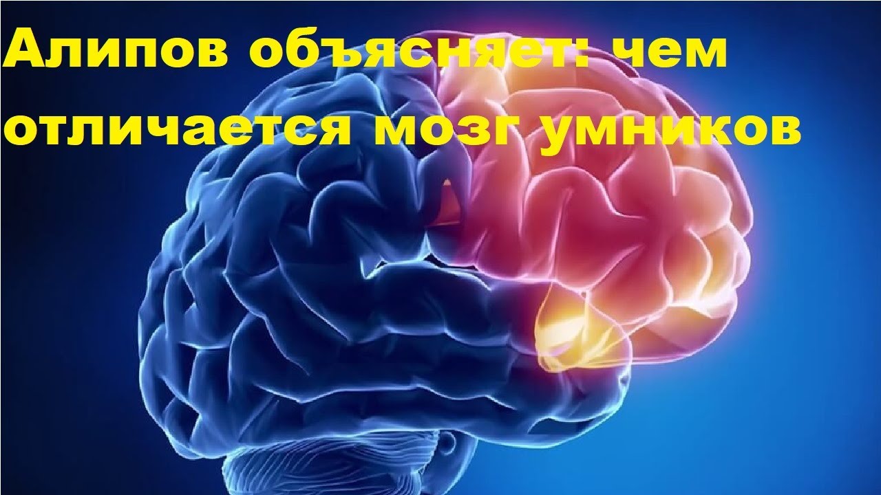 Алипов объясняет чем отличается мозг умников