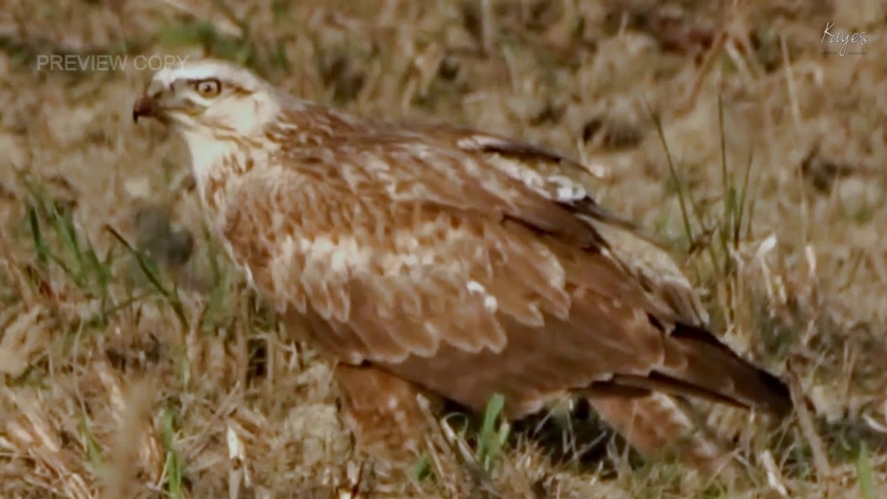 LONG LEGGED BUZZARD KING EATING DEADLY RUSSEL'S VIPER