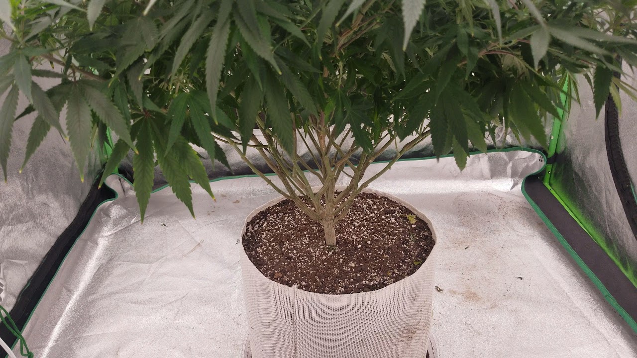 what kind of Mycorrhizae does this??