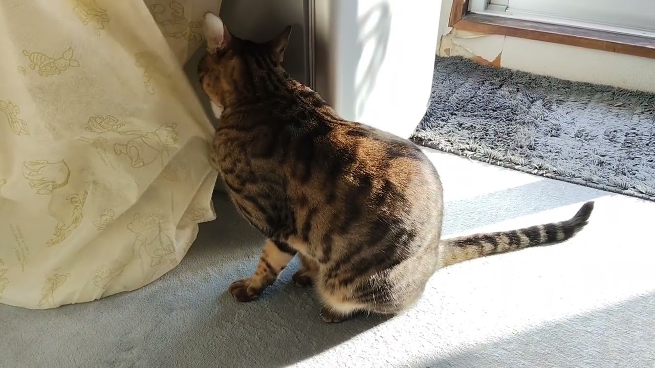 ベンガルネコ