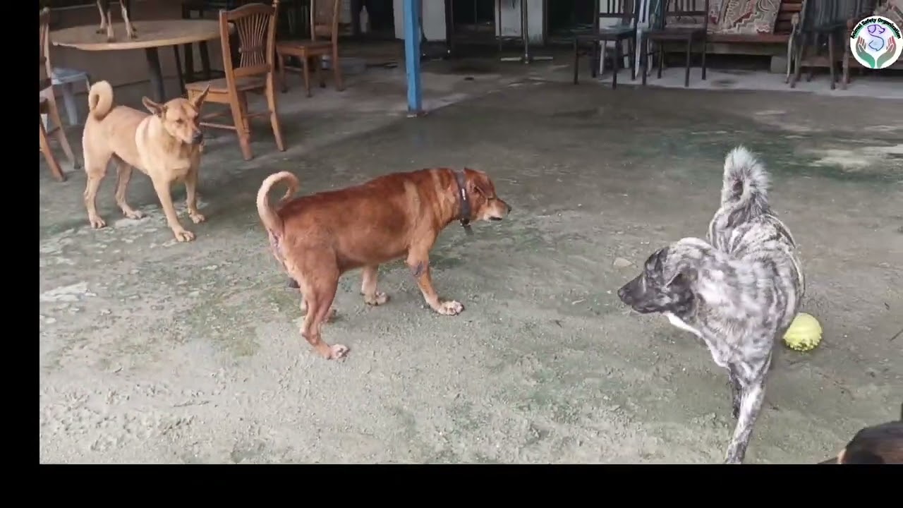 Hee Hee has been blind for 10 years.
