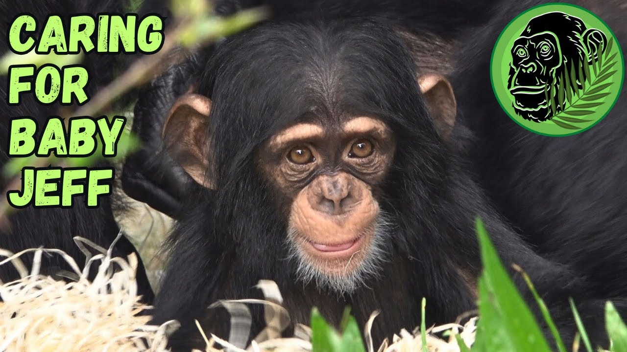 Determined Baby Chimp Runs Back To Mom