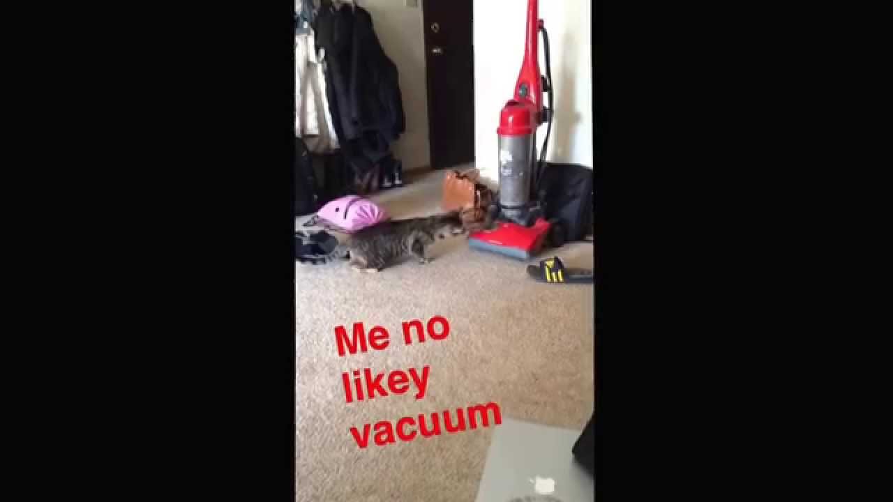Cats really do not like vacuums.