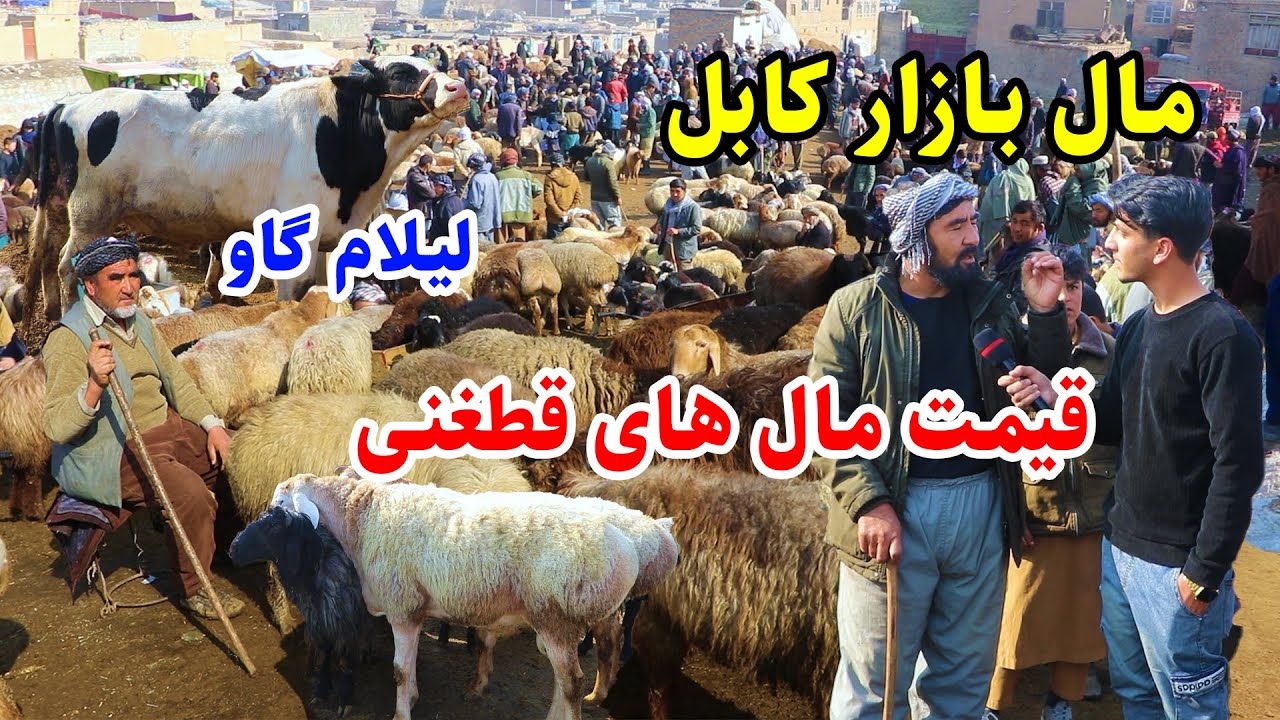 شهر کابل، نقاش، قیمت گاو و گوسفند/ گزارش میلاد حکیمی