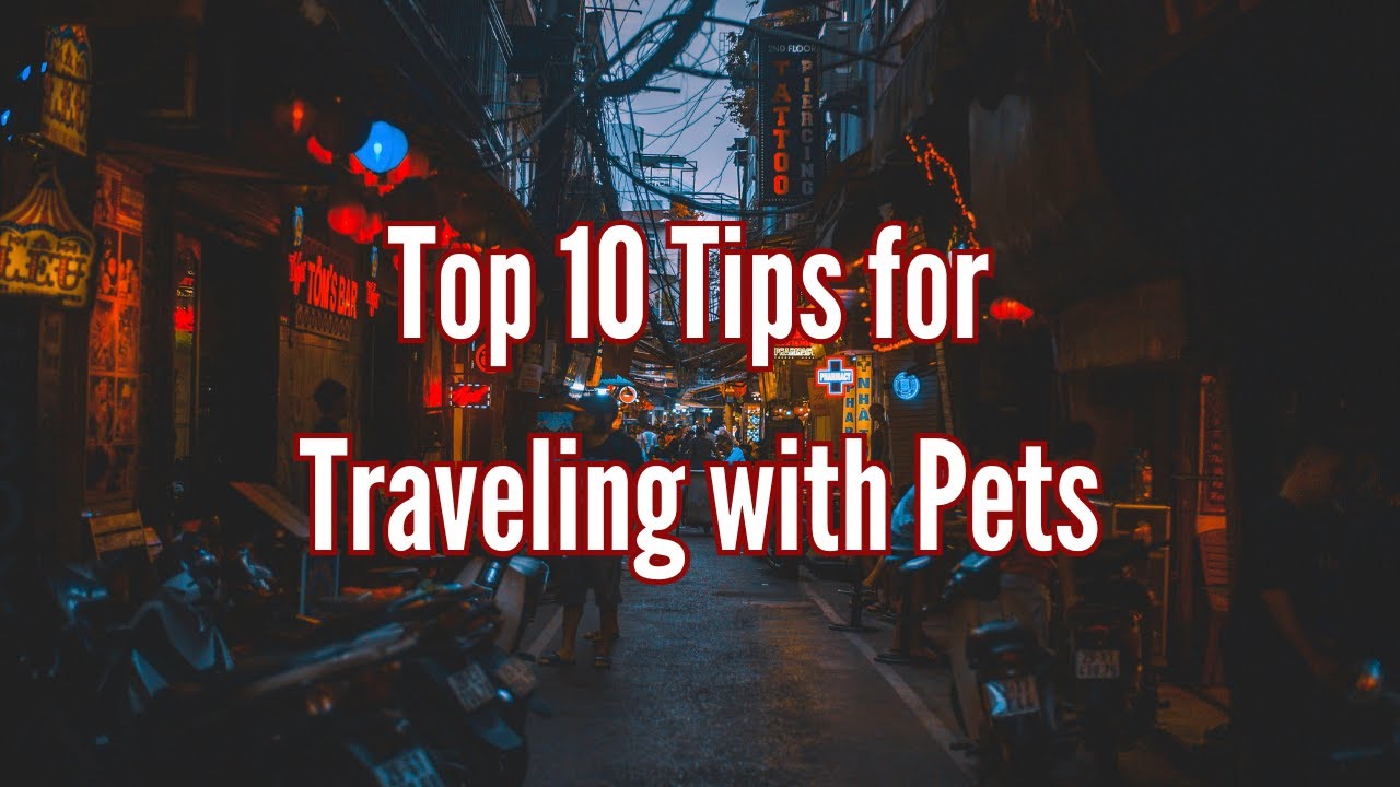 Top 10 Tips for Traveling with Pets