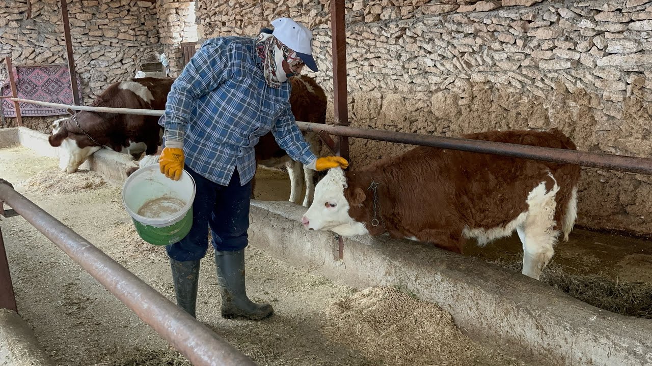 Balığı kokusuz nasıl pişirebiliriz❗️Tüm detaylarıyla FIRINDA ALABALIK pişirme tarifi 