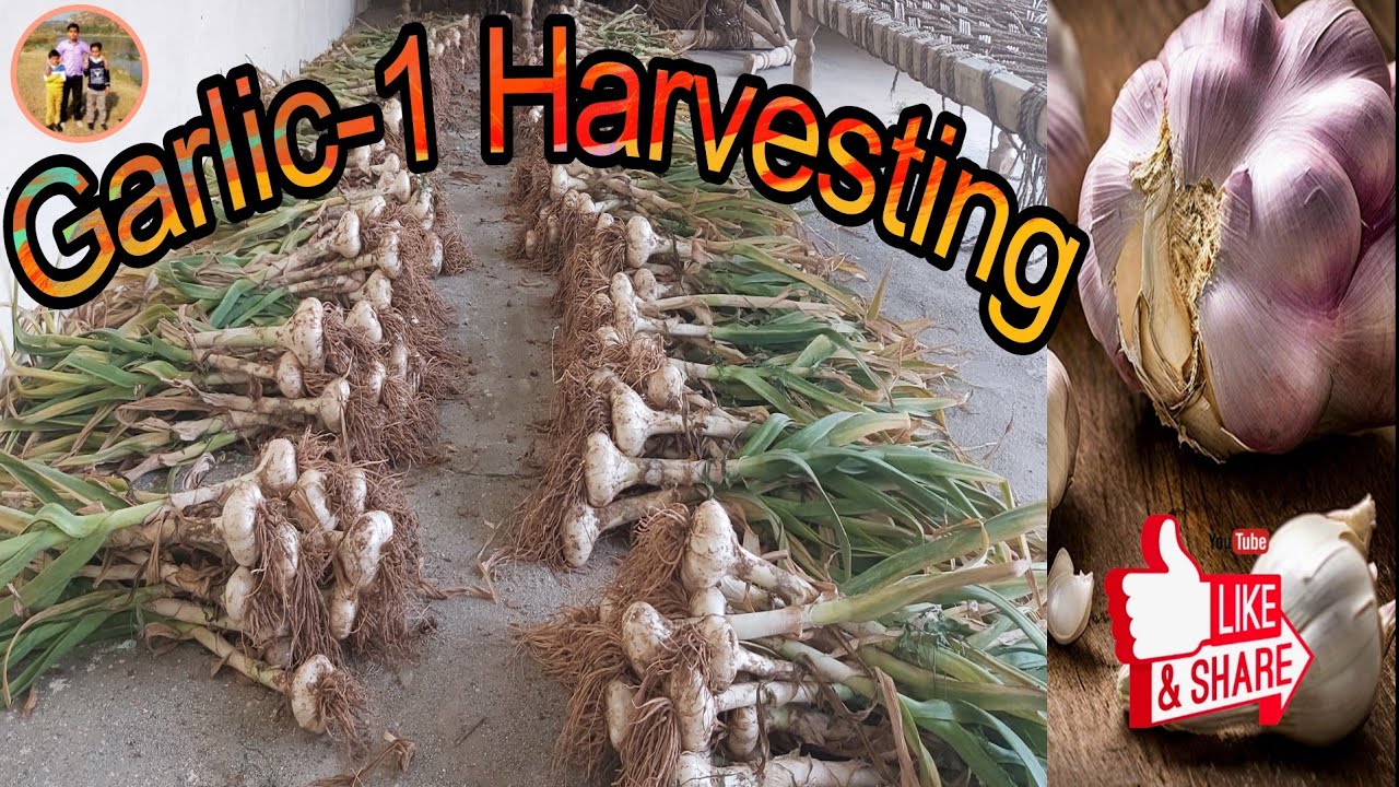 G1 harvesting | Garlic 1 harvesting | Grey teeter | Lovely Peacocks | Simple Village Life