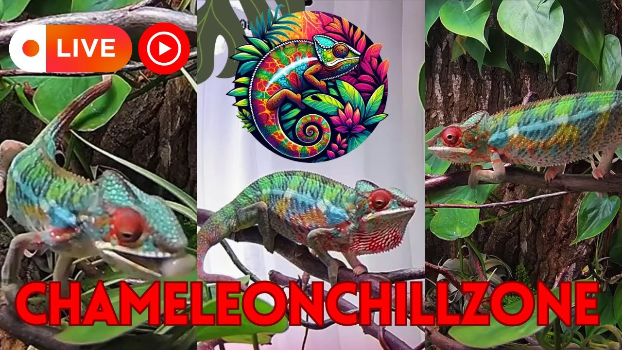 Chameleon Chill Zone 🦎 | 24/7 Panther Chameleon Live Stream with Relaxing Jungle Music