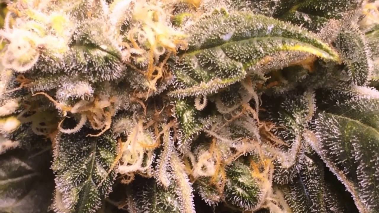 King Cake - Indica - 40 Days Flower - 4000 watts - Noble Dub
