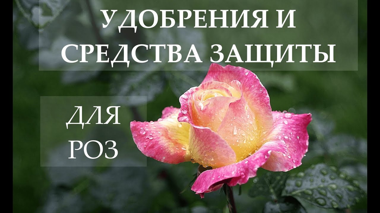 Удобрения и средства защиты. Что купить для роз на следующий сезон? Питомник Е. Иващенко