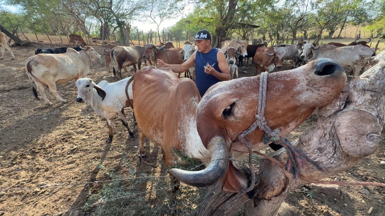 Mira vacunamos a las vacas nuevas para que esten chulas 