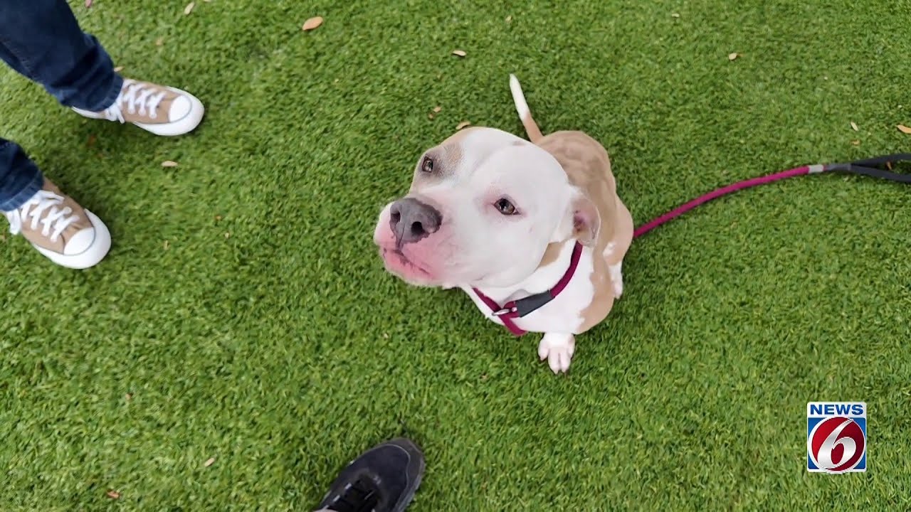 Trooper Steve on Patrol: Hamita up for adoption in Orange County
