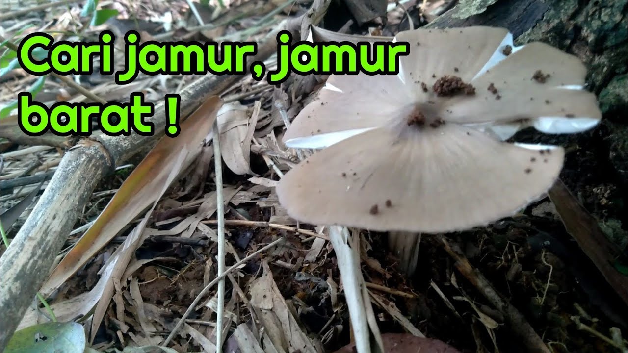 Cari jamur, jamur barat ! @erekmancing 