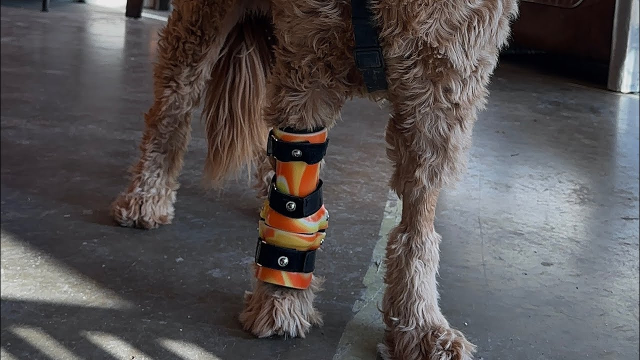 How to Properly Fit a Carpal Cranial Brace | Bionic Pets Guide