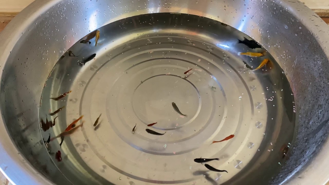 Beautiful action fish 1hour