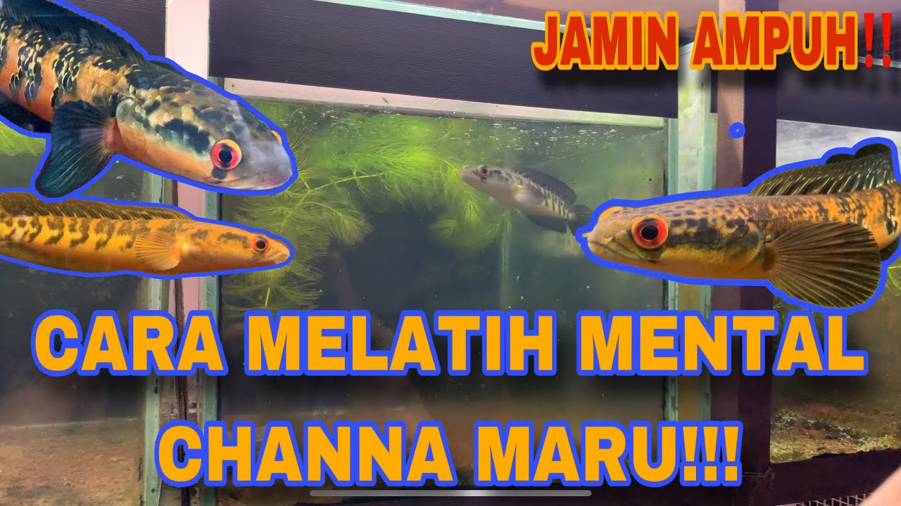 CARA MUDAH MELATIH MENTAL CHANNA MARU YANG PLONGA-PLONGO‼️ #channa #channamaru