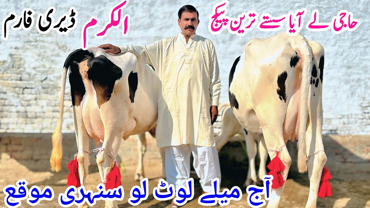 Alkaram Dairy Farm | Top Class Australian Friesian Cross Cows | Best Cholistani Croos Cows 13