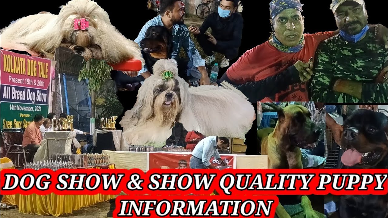 All Breed Dog Show Belur🐕 Kolkata Dog Tale Dog Show🐕Recent Dog Show in India🐕Best Dog Show in India