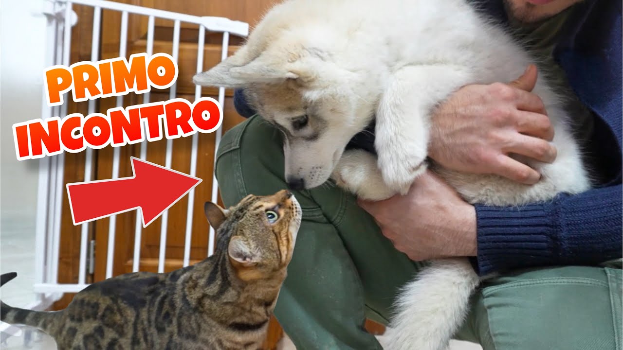 IL NOSTRO CUCCIOLO INCONTRA LE GATTINE PER LA PRIMA VOLTA 🥹❤️🙀 | MARTY E YUKO
