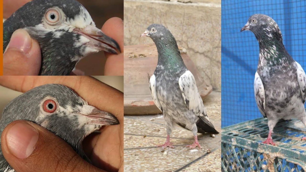 Some Teddy Pigeon From My Friend Rooster | Multan Pets Club |