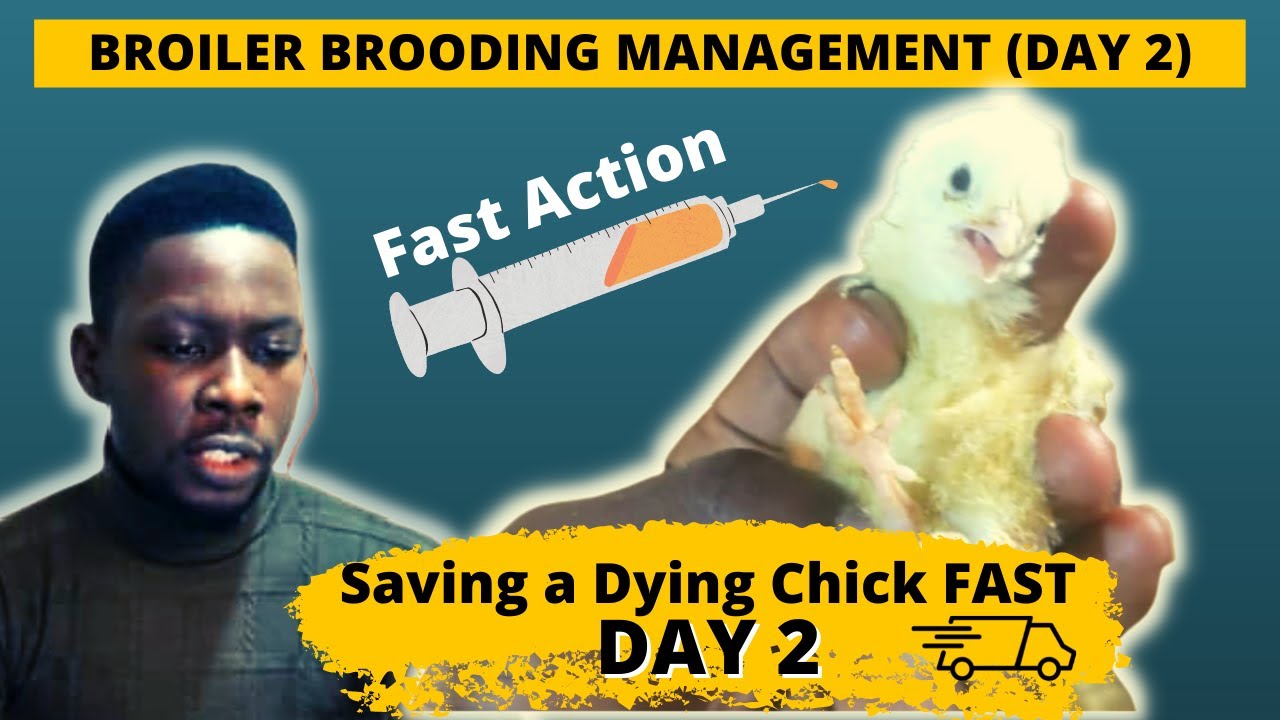 Saving a Dying Baby Chick | Broiler Brooding Management Day 2