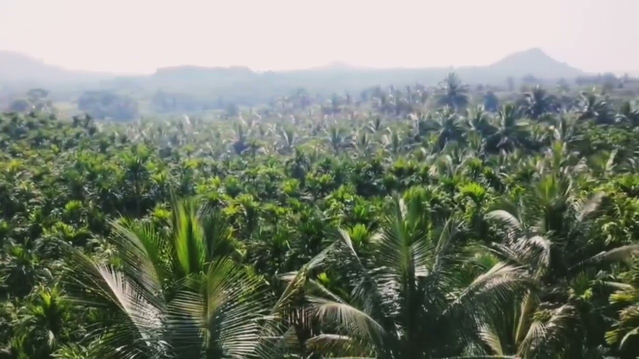 Kalvarayan Hills. பாக்கு தோப்பு விற்பனைக்கு உள்ளது  7.53sent. கருமந்துறை டு வெள்ளிமலை சென்னை பைபாஸ்
