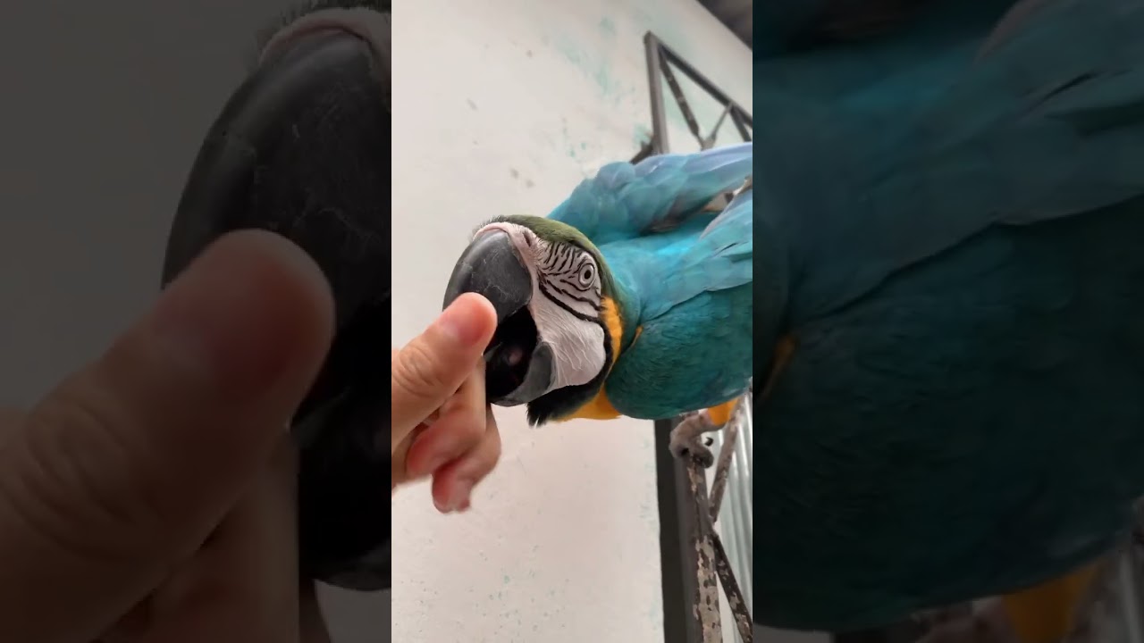 Arara Canind&eacute; muito d&oacute;cil!!! 🥰