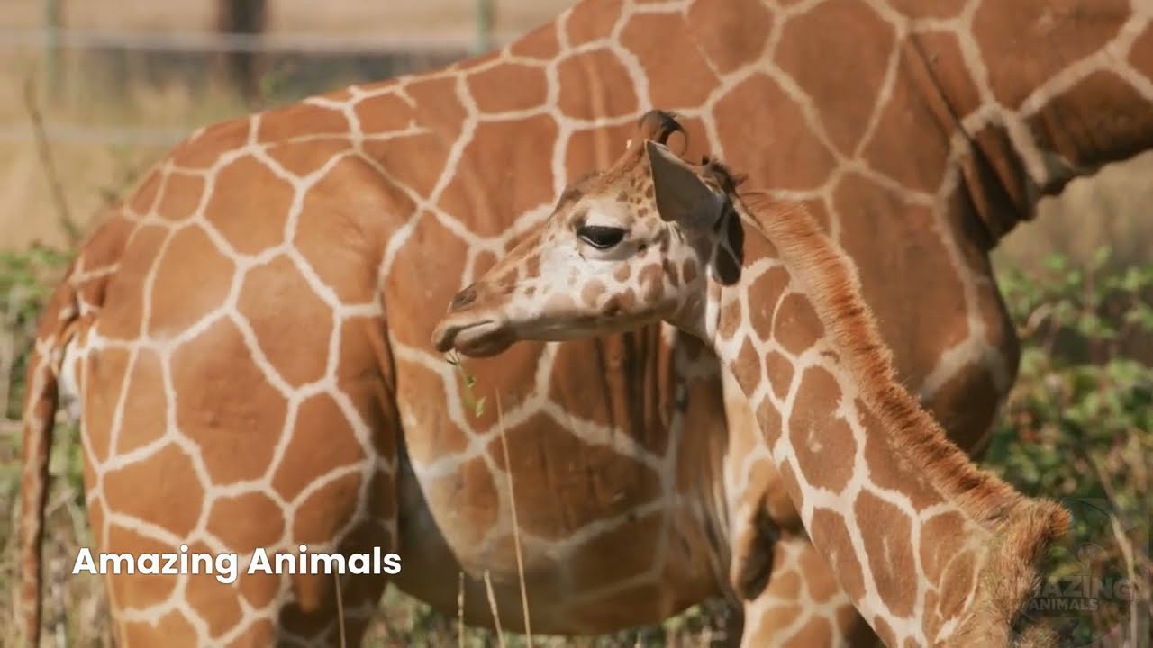 The Life of a Baby Giraffe: From Birth to Adulthood