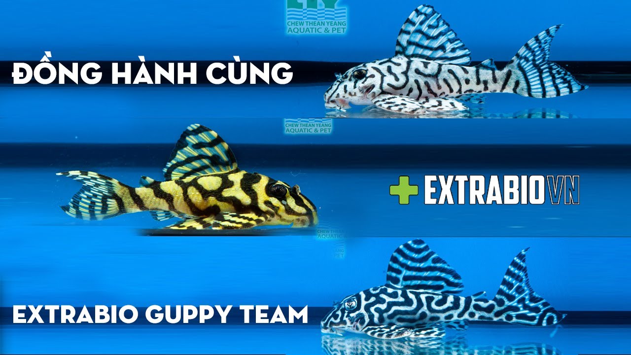 Toàn cảnh thi đấu cá PLECO  quốc tế tại CTY Mlaysia Open 2022 #hugoduong