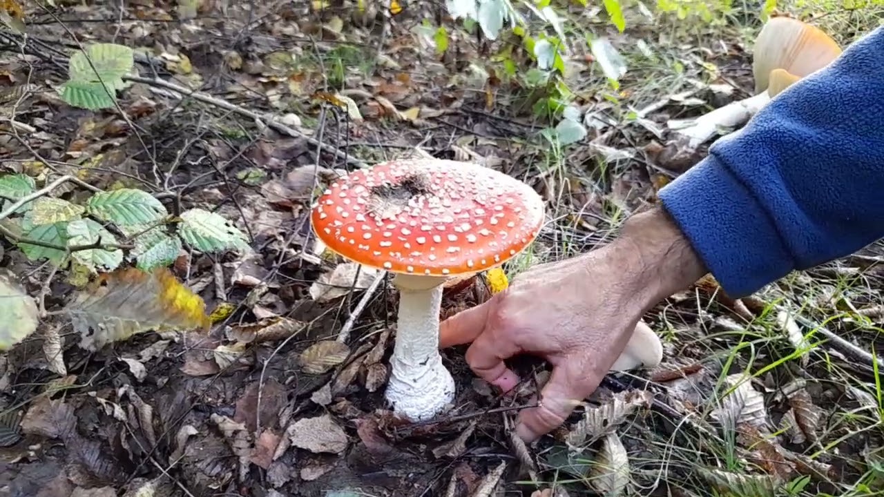 Ciuperca frumoasa dar toxica Amanita muscaria