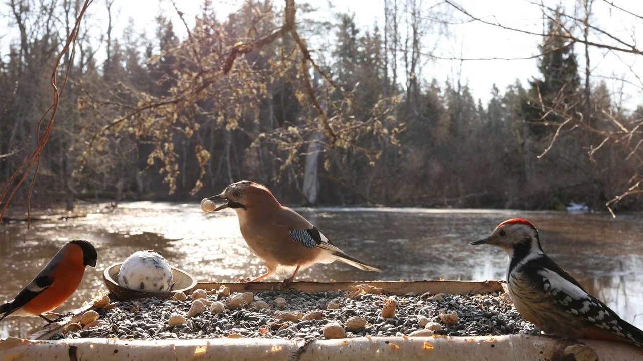 🔴 Forest Bird Feeder | Relaxing Nature Sounds from the Forest [ 2026/3/15 ]