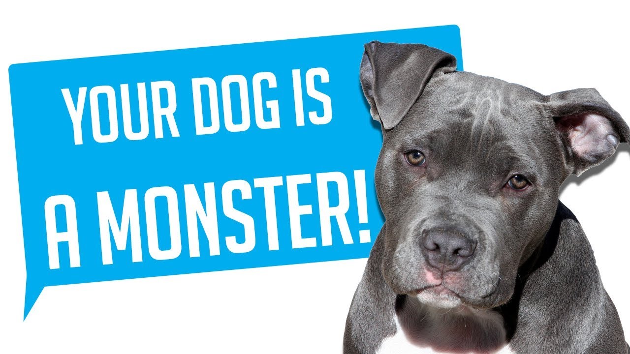 r/Entitledparents - YOUR DOG IS A MONSTER!  (Reddit Entitled Parents)