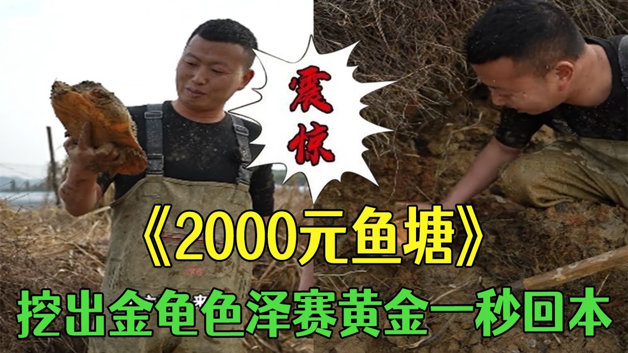 花2000元包下壹口魚塘，挖出金龜色澤賽黃金壹秒回本#小飛哥#三農 #新農人計劃2026#鄉村守護人 #包塘