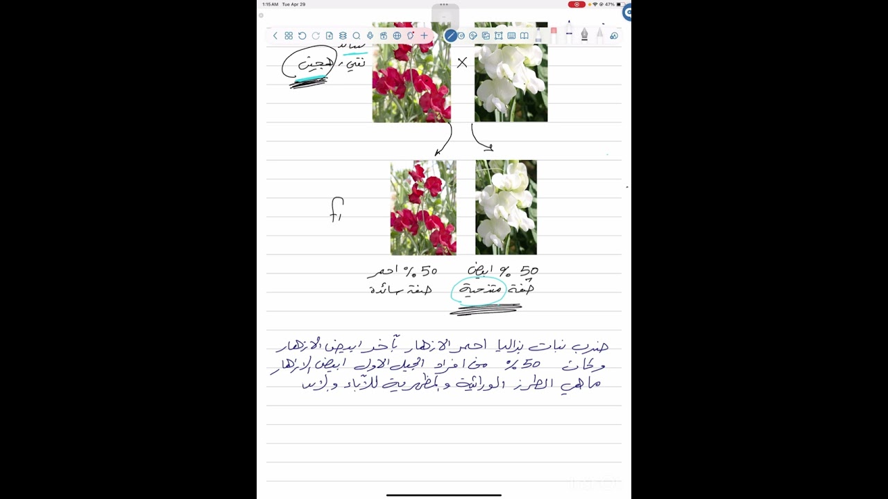 القاعدة الثانية من القواعد الذهبية في حل المسائل الوراثية /وراثة مندل 🧬الوراثة احياء السادس العلمي