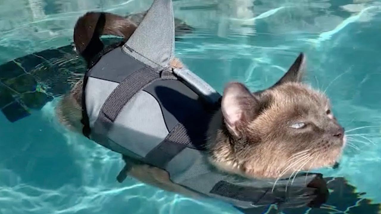 Difference Between Cat's First Time Swimming With A Lifejacket And Now