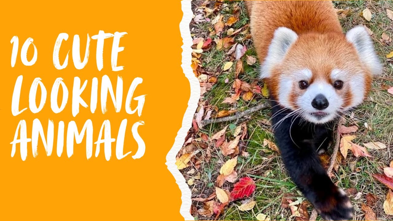 10 cute looking animals in the world